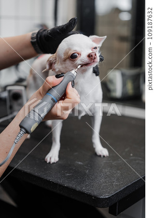 Brushing the teeth of a chihuahua in a grooming salon. 109187632