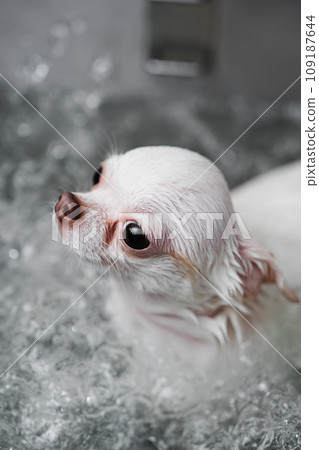 A white chihuahua receives spa treatment. 109187644