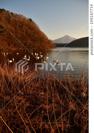 Swan in Lake Inawashiro Swan in Lake Inawashiro 109187714