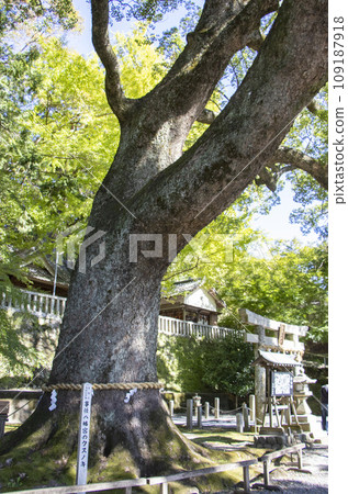 地東八幡宮 大樟樹 109187918