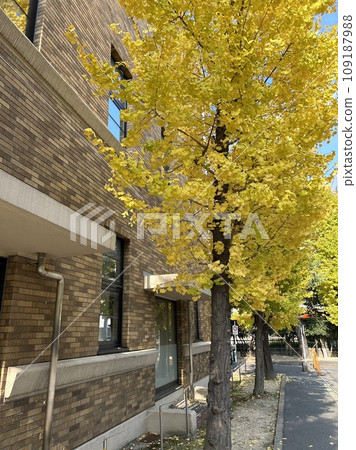 A gingko tree that turned yellow 109187988