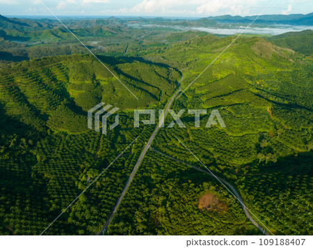 Row of palm tree plantation garden on high mountain in phang nga thailand, Aerial view drone high angle view road around the palm trees plantation Row of palm tree plantation garden on high mountain in phang nga thailand, Aerial view drone high angle view road around the palm trees plantation 109188407