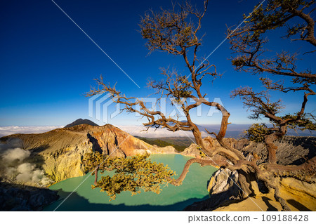 Deadwood Leafless Tree with Turquoise Water Lake,Beautiful nature Landscape mountain and green lake at Kawah Ijen volcano,East Java, Indonesia Deadwood Leafless Tree with Turquoise Water Lake,Beautiful nature Landscape mountain and green lake at Kawah Ijen volcano,East Java, Indonesia 109188428