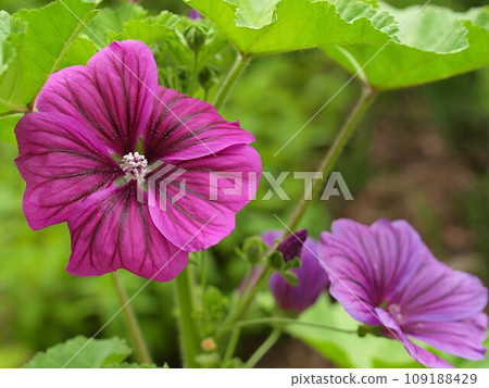 Landscape with purple mallow flowers 109188429
