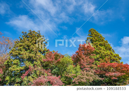 彥根城森林、紅楓樹 彥根城森林、紅楓樹 109188533