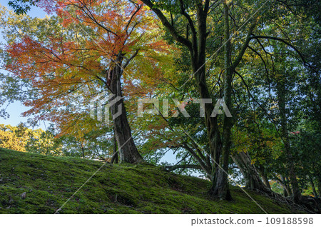 彥根城森林、彩色樹木 109188598
