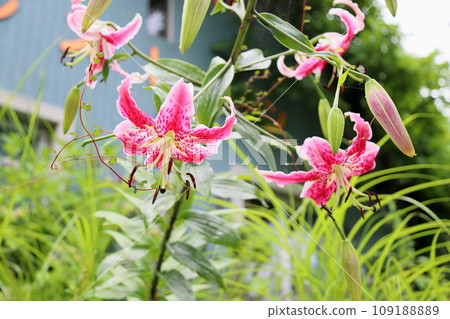 Lily flower lily flower Lily flower lily flower 109188889