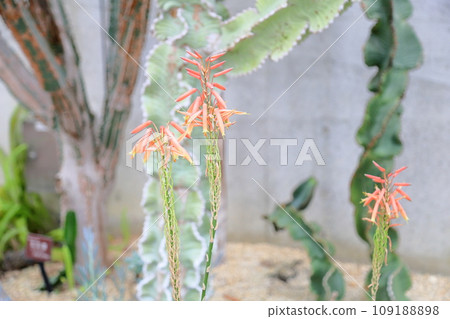 Aloe flower nightless castle 109188898