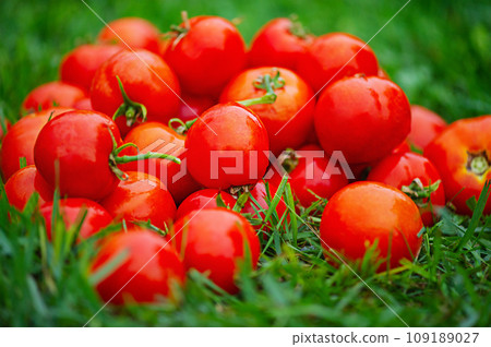 A bunch of ripe red tomatoes lie on green grass. Harvesting tomatoes. 109189027