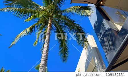 Palm trees at Rodeo Drive in Beverly Hills 109189131