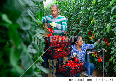 Woman helps man to harvest tomatoes in greenhouse Woman helps man to harvest tomatoes in greenhouse 109189231