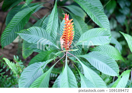 Aphellandra montana flower Aphellandra montana flower 109189472