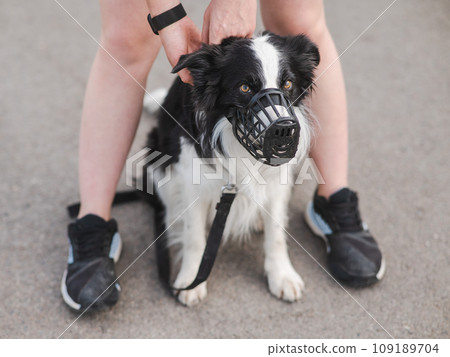Woman walks 2 dogs. Close-up of female legs, border collie and bull terrier in muzzles and on leashes on a walk outdoors.  109189704