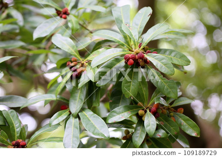 Fruit of a bamboo grove Fruit of a bamboo grove 109189729