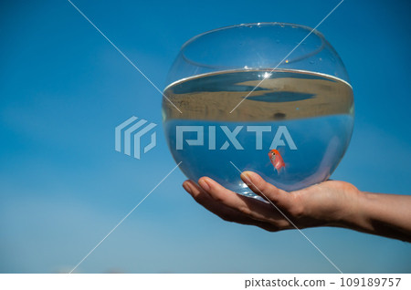 Woman holding round aquarium with goldfish on blue sky background. Woman holding round aquarium with goldfish on blue sky background. 109189757