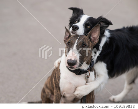 Black and white border collie hugging a brindle bull terrier on a walk.  109189838