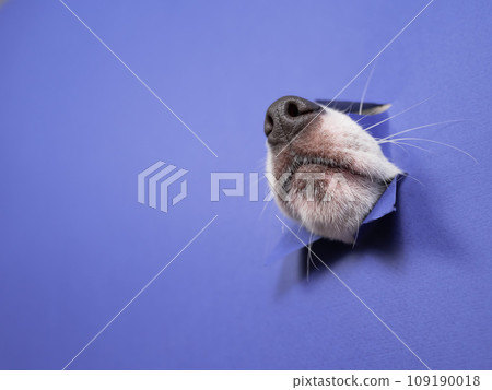 The nose of a Jack Russell Terrier dog sticks out of torn paper on a purple background. 109190018