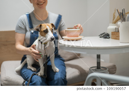 Jack Russell sits on the lap of the hostess in a cafe. Woman drinking coffee in a dog friendly cafe. 109190057