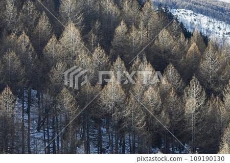 Winter Landscape with Trees, Falling Snow 109190130
