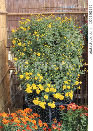 菊花 菊花 109190152