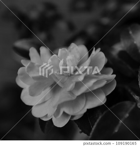白花 白花 109190165