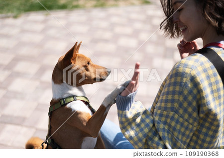 Basenji gives a paw to the mistress on a walk. African non-barking dog. 109190368