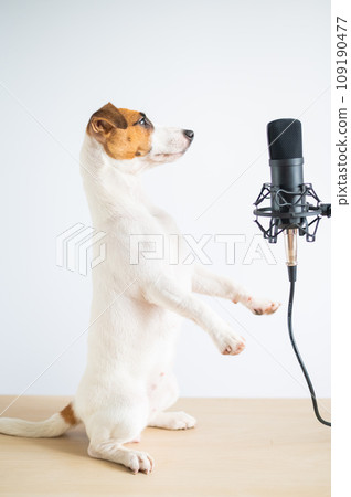 Jack russell terrier dog stands on its hind legs in a pose to serve at the microphone and is broadcasting on a white background Jack russell terrier dog stands on its hind legs in a pose to serve at the microphone and is broadcasting on a white background 109190477