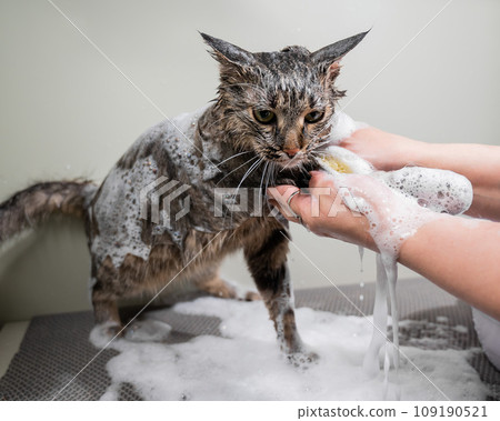 Woman shampooing a tabby gray cat in a grooming salon.  109190521