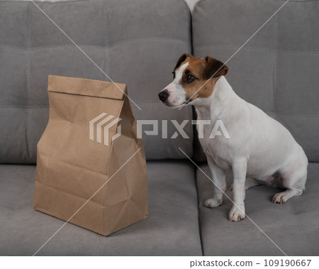 Jack Russell Terrier dog sits on the sofa near a craft package with food delivery.  109190667