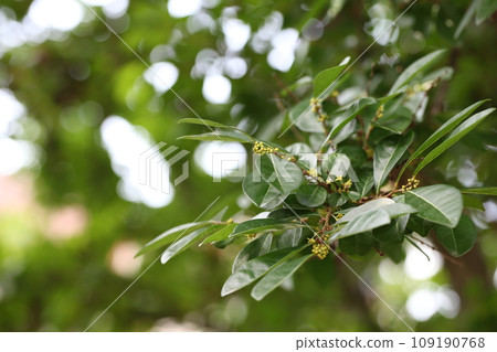 lily flower buds 109190768