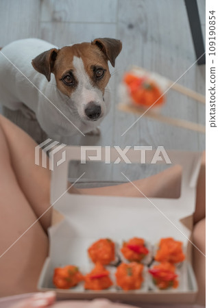 A woman sits on the sofa and eats rolls. Jack Russell Terrier dog sits on the floor and begs for food from its owner.  109190854