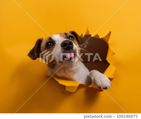 Licking jack russell terrier comes out of a paper orange background tearing it. Licking jack russell terrier comes out of a paper orange background tearing it. 109190875