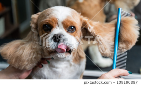 Groomer combing Cavalier King Charles Spaniel in grooming salon. Groomer combing Cavalier King Charles Spaniel in grooming salon. 109190887