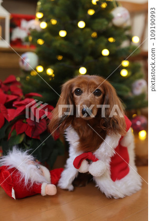 達克斯獵犬享受聖誕節 達克斯獵犬享受聖誕節 109190993