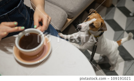 Woman drinking coffee in a dog friendly cafe. Jack Russell Terrier put his paws on the legs of the owner. Woman drinking coffee in a dog friendly cafe. Jack Russell Terrier put his paws on the legs of the owner. 109191021
