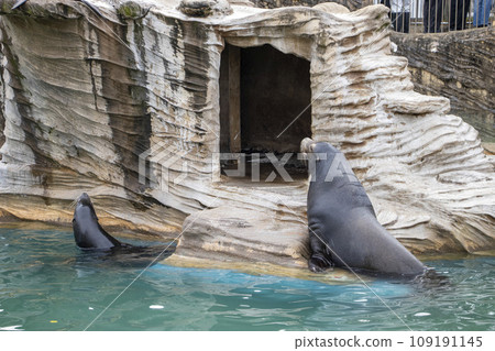 California sea lion 109191145