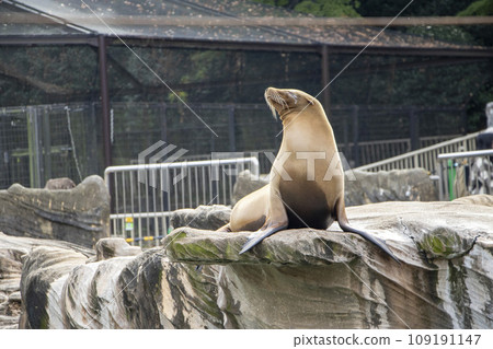 California sea lion California sea lion 109191147