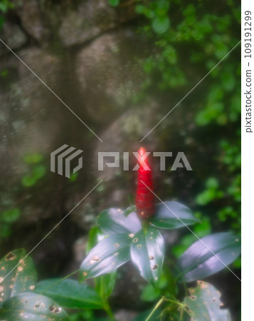Red Button Ginger plant. Red Button Ginger plant. 109191299