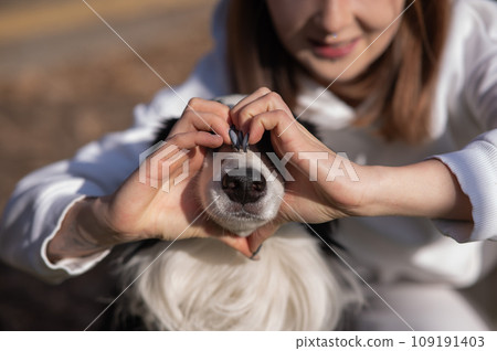 The owner makes a heart on the nose of the border collie dog with her hands.  109191403
