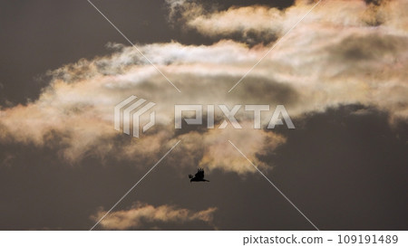 Morning sky with colored clouds and bird silhouettes, telephoto, sky only, 231030am 109191489