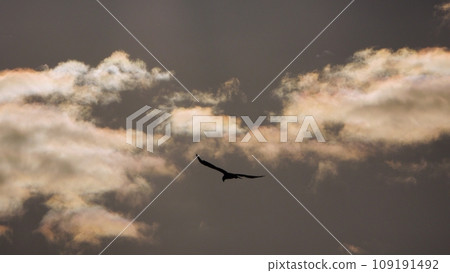 Morning sky with colored clouds and bird silhouettes, telephoto, sky only, 231030am 109191492