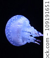 果凍月 109191651