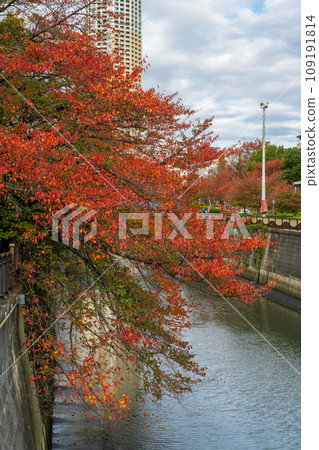 流經大都會的目黑川沿岸，紅葉盛開的櫻花樹 | 仲目公園大橋 | 東京目黑區的標籤 109191814
