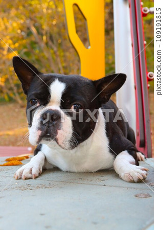 波士頓梗犬 Mighty 躺在遊樂設施上看起來很可愛♡ 109191815