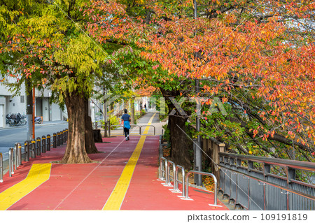 Rows of cherry blossom trees at the peak of autumn leaves along the Meguro River that flows through the metropolis | Near Nakame Koen Bridge | Tags for Meguro-ku, Tokyo 109191819