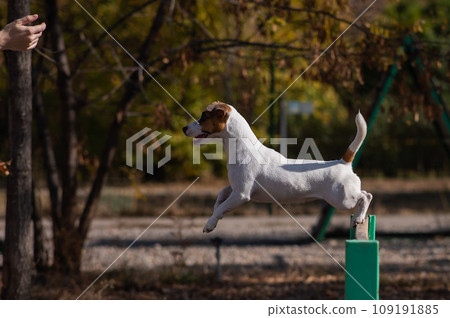 Jack Russell Terrier dog jumping over a wooden barrier in a dog playground.  109191885