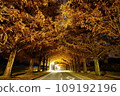 Golden tunnel: Autumn leaves of Metasequoia trees 109192196