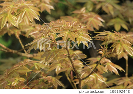 天然植物Tokurikiwata,原產於南美洲的落葉喬木。四月的沖繩,嫩葉一下子開始發芽② 天然植物Tokurikiwata,原產於南美洲的落葉喬木。四月的沖繩,嫩葉一下子開始發芽② 109192448
