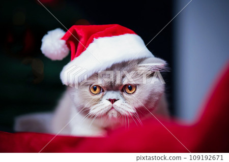 Grey persian cat in santa hat on Christmas background. Selective focus 109192671