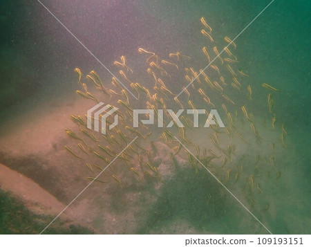 Gonzui 一群人在海裡游泳 109193151